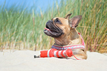 Small happy brown French Bulldog dog lying down and enjoying vacations at beach in the sun with maritime harness and toy