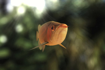 3D illustration of fish