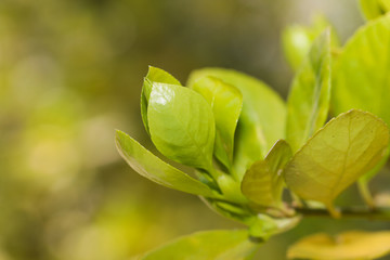 hedge buxus new spring shoots close up view