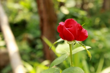 Vibrant rose flower blooming