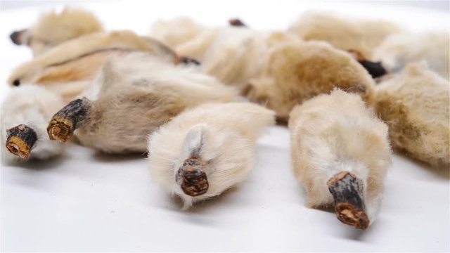 side view herb medicine XinYi or Magnoliae Flos or Biod Magnolia Bud rotate and pause