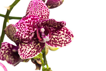 orchid close up view solated on white background