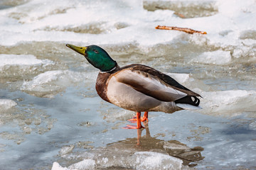 Male duck drinks water on the lake surface among the melting ice of the lake.