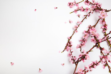 Peach blossom on pastel white background. Fruit flowers.