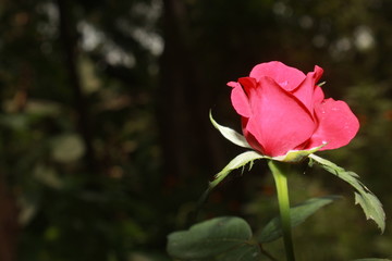 Beautiful Pink rose on dark background close up.