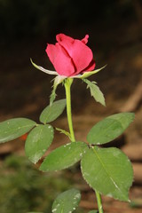 Vibrant rose flower blooming