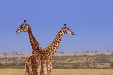 2 giraffes 