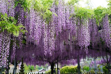 藤の花が満開の春の風景