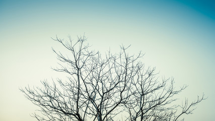 Minimalist Leafless Treetop