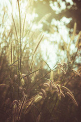 Fototapeta premium Sunset Meadow in the Forest