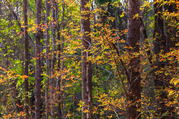 Leaves Change the Color in Tropical Forest