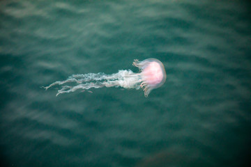 A jellyfish, Chrysaora quinquecirrha, swims underwater among minnows in Buzzards Bay, near South Dartmouth, Massachusetts, USA.