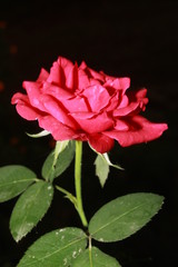 Single pink rose on black background  copy space