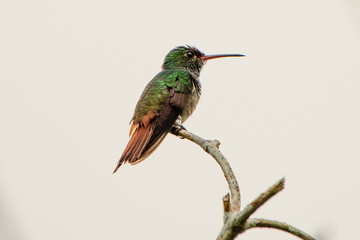 Rufous tailed hummingbird resting on a branmch