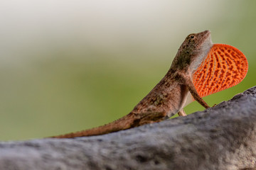 Slender Anole displaying