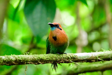 Broad billed Motmot perching