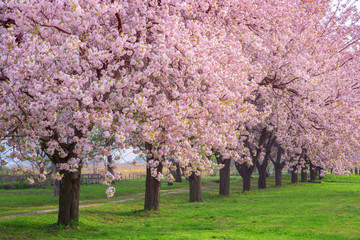 桜の並木　千曲川河川公園・長野県小布施町