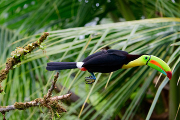 Keel billed toucan in flight © jtplatt
