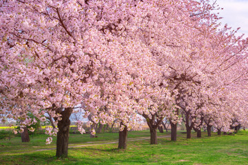 桜の並木　千曲川河川公園・長野県小布施町