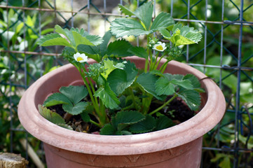 Erdbeerpflanze im Blumenkübel