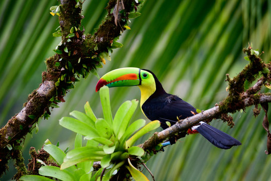 Keel Billed Toucan In A Tree