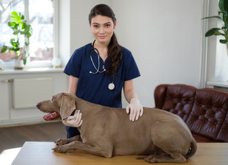 Veterinary surgeon and weimaraner dog at vet clinic