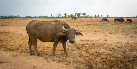 Obraz premium Thai buffalo
