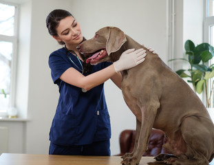 Veterinary surgeon and weimaraner dog at vet clinic