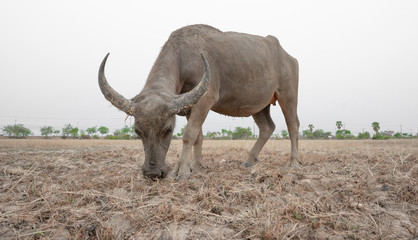 female buffalo