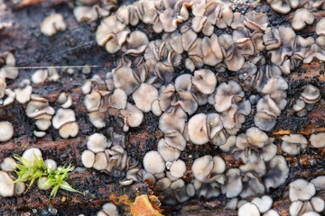 Grzyby macro Mollisia na drzewie wood 