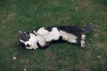 Fototapeta premium Corgi welsh cardigan puppy dog on grass