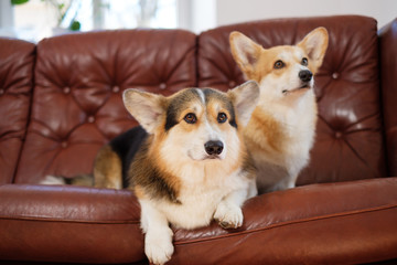 Two cute corgi dogs on a sofa