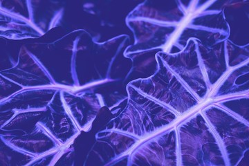Purple neon tropical leaves background template