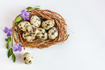 Obraz premium Quail eggs in a nest decorated with green grass and blue flowers