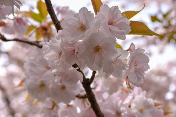 桜と御衣黄桜