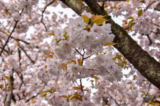 桜と御衣黄桜
