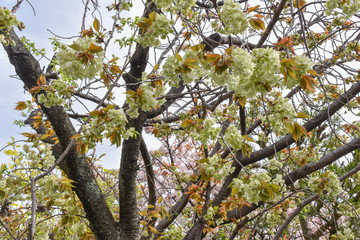 桜と御衣黄桜