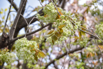 桜と御衣黄桜