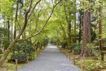 Fototapeta premium 桜と御衣黄桜
