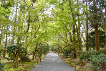 桜と御衣黄桜
