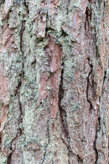 Natural background with pine tree bark covered with moss and lichen