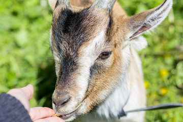 Close-up photograph of the neb of a Cameroonian goatling eating birch catkin