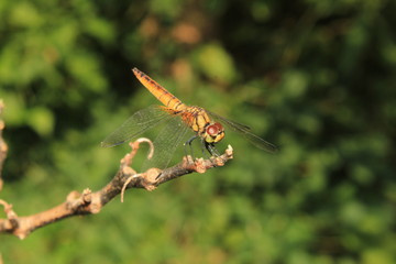 Macro shots, dragonfly Showing of eyes and wings detail. Dragonfly in the nature habitat using as a background or wallpaper.Adult dragonflies are characterized by large, multifaceted eyes