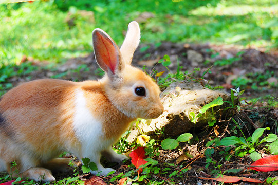 516 Best ワタオウサギ Images Stock Photos Vectors Adobe Stock