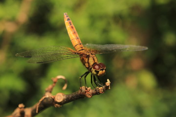 Macro shots, dragonfly Showing of eyes and wings detail. Dragonfly in the nature habitat using as a background or wallpaper.Adult dragonflies are characterized by large, multifaceted eyes