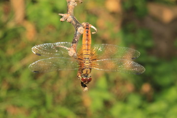 Dragonfly, Macro dragonfly, dragon fly , insect, animal, nature,wildlife,macro,bug