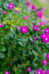 Pink catharanthus roseus bloom in the garden.  rose periwinkle, or rosy periwinkle, is a species of flowering plant. Madagascar periwinkle, Vinca flower in sunshine .
