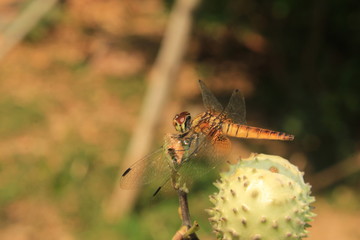 Macro shots, dragonfly Showing of eyes and wings detail. Dragonfly in the nature habitat using as a background or wallpaper.Adult dragonflies are characterized by large, multifaceted eyes