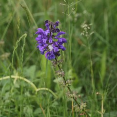 Fiore di campo