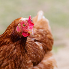 Head of a brown hen, chicken's portrait close up